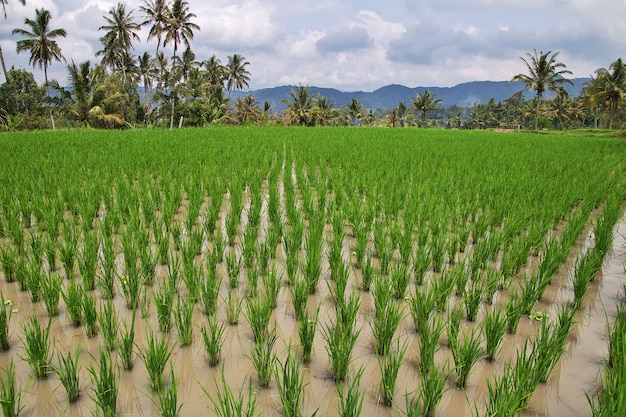 Campos de arroz en el pequeño pueblo de Indonesia