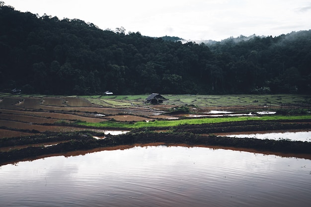 Campos de arroz riegue en los campos de arroz antes de plantar en la temporada de lluvias.