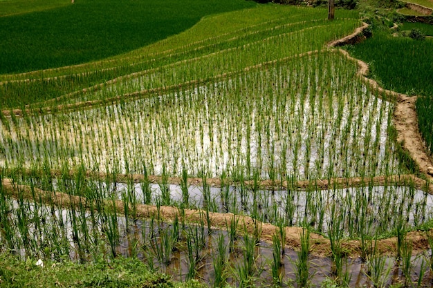 Campos de arroz en Sapa, Vietnam del Norte