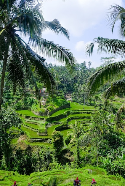 Campos de arroz en la selva en Bali, Indonesia