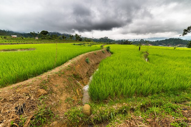 Campos de arroz de Sulawesi