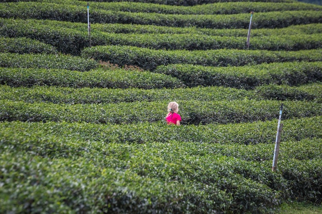 Campos de arroz en Tailandia