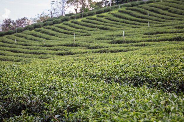 Campos de arroz en Tailandia