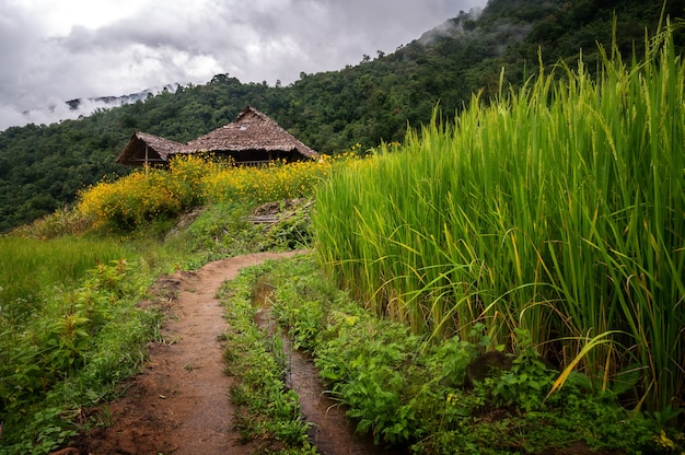 Campos de arroz en Tailandia