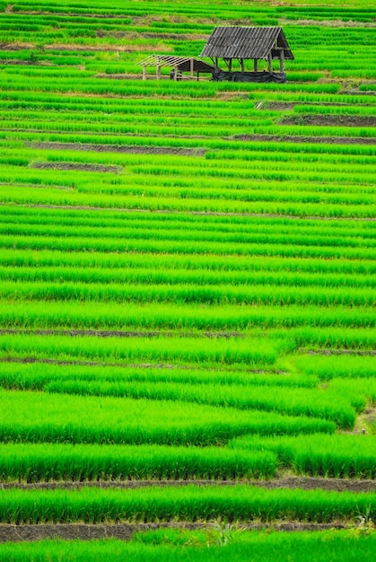 Foto campos de arroz en terraza en el distrito de mae chaem, chiang mai, tailandia