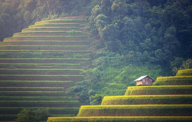 Campos de arroz en la terraza de Mu Cang Chai, YenBai, Vietnam. Paisajes vietnamitas.