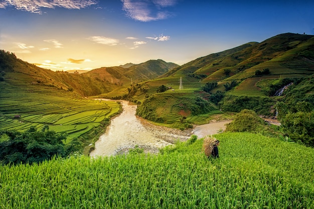 Campos de arroz en la terraza en la temporada de lluvias en Mu Cang Chai, Yen Bai, Vietnam