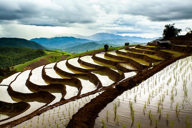 Campos de arroz en terrazas en Chiang Mai Tailandia