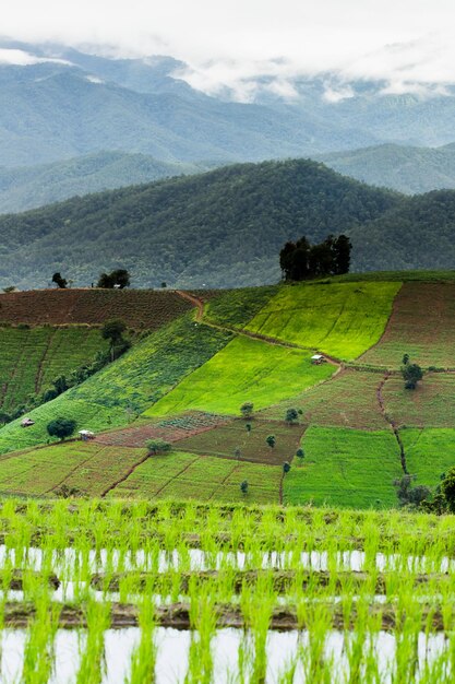 Campos de arroz en terrazas en Chiang Mai Tailandia