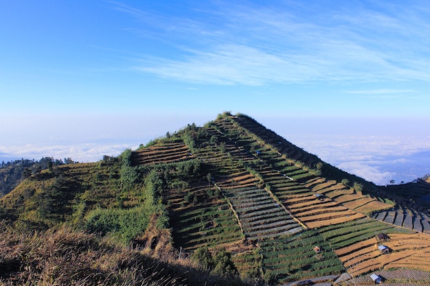 campos de arroz en terrazas con fondo de cielo azul