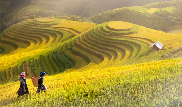 Campos de arroz en terrazas de Mu Cang Chai