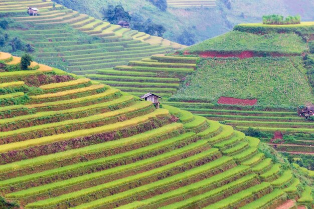 Campos de arroz en terrazas verdes en Mu Cang Chai