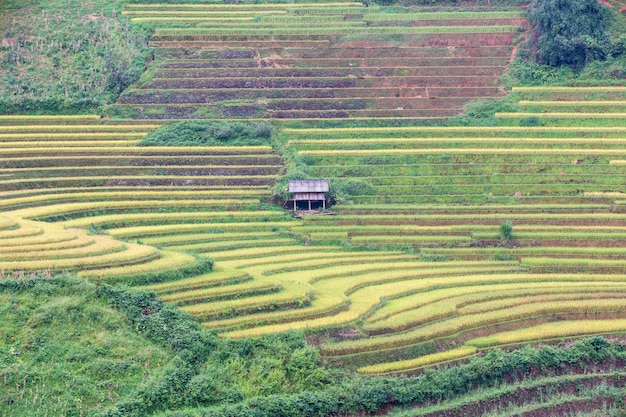 Campos de arroz en terrazas verdes en Mu Cang Chai