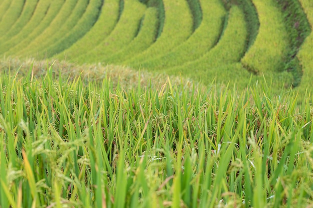 Campos de arroz en terrazas verdes en Mu Cang Chai