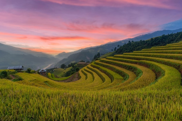 Campos de arroz en terrazas verdes en la temporada de lluvias en MÃ¹ Cang Chai, Vietnam.