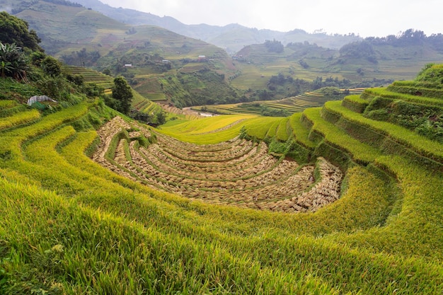 Foto campos de arroz en terrazas verdes en la temporada de lluvias en mu cang chai yen bai vietnam