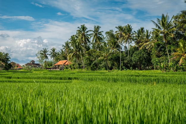 Campos de arroz en Ubud