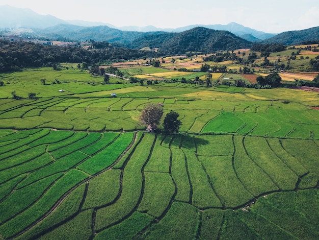 Campos de arroz verde desde arriba En el campo