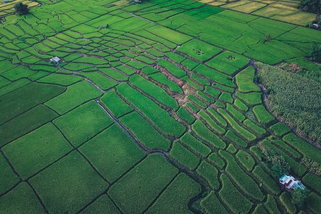 Campos de arroz verde desde arriba En el campo