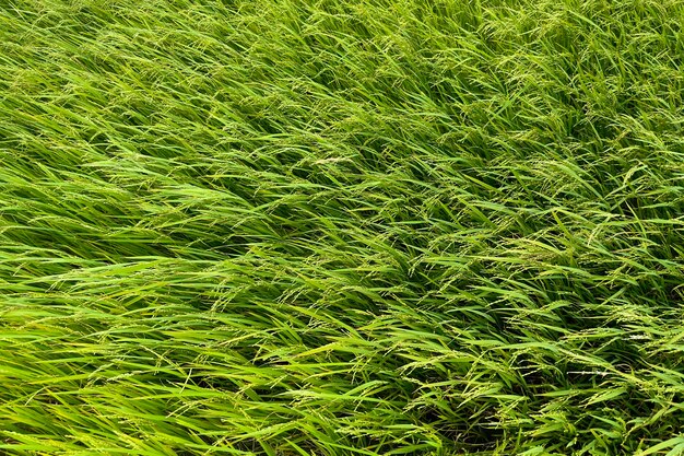 Campos de arroz verde asiático en Asia Vietnam