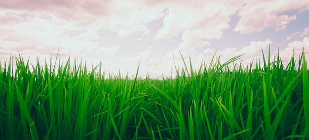 Campos de arroz verde en un buen día