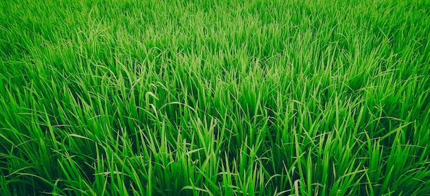 Campos de arroz verde en un buen día