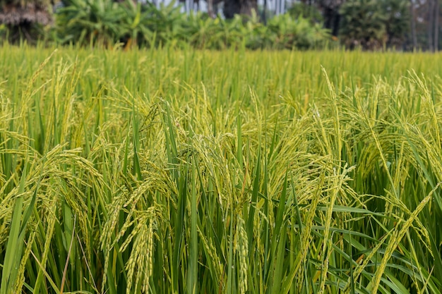 Los campos de arroz verde y dorado son bellas imágenes