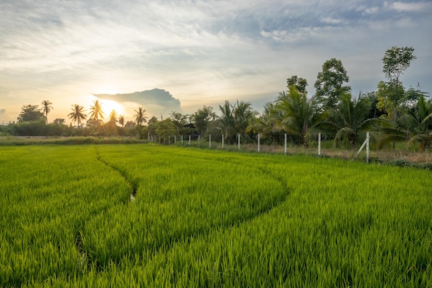 Foto campos de arroz verde y hermosos cielos azules.