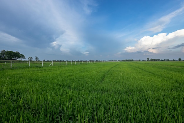 Foto campos de arroz verde y hermosos cielos azules.