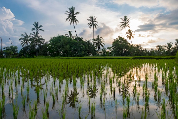 Campos de arroz verde en la isla de Bali Jatiluwih cerca de Ubud Indonesia