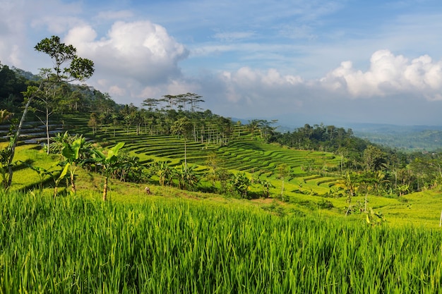 Campos de arroz verde en la isla de Java, Indonesia