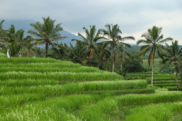 Campos de arroz verde Jatiluwih en el sitio del patrimonio de la isla de Bali