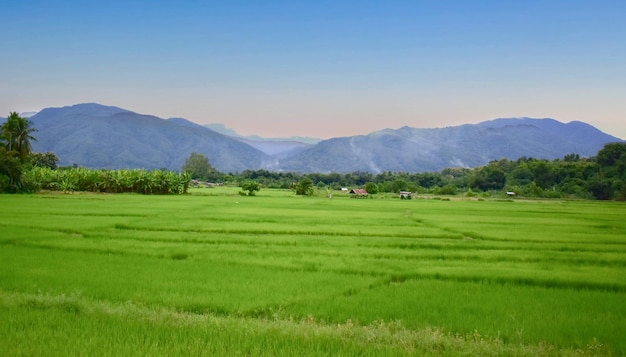 Campos de arroz verde natural para imágenes de fondo.