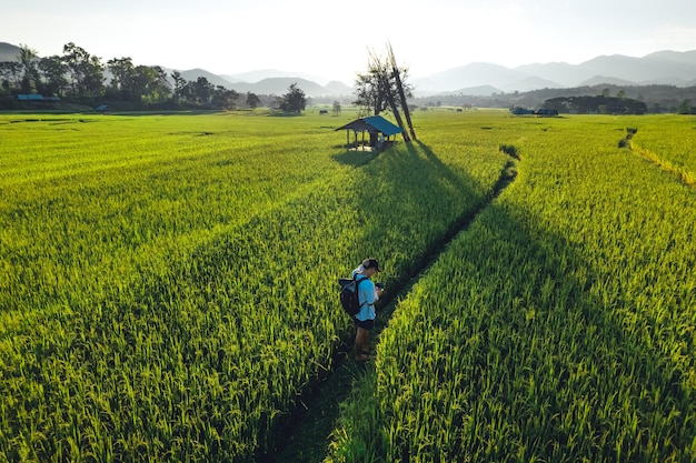 Campos de arroz verde por la noche