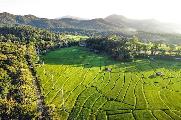 Campos de arroz verde por la noche