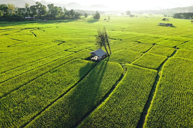 Campos de arroz verde por la noche