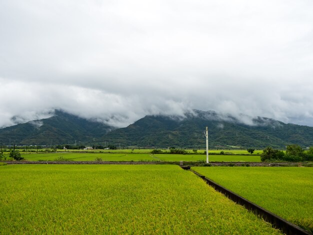 Campos de arroz verde, nubes blancas, montañas en Hualien, Taiwán.