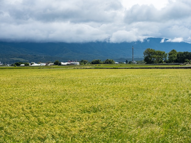 Campos de arroz verde, nubes blancas, montañas en Hualien, Taiwán.