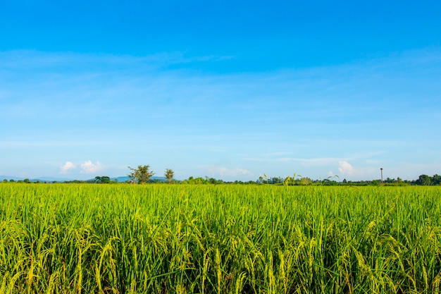 Campos de arroz verde con un telón de fondo de montaña y un hermoso cielo azul.