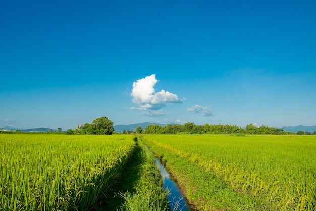 Campos de arroz verde con un telón de fondo de montaña y un hermoso cielo azul.