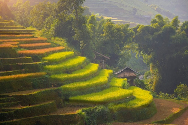 Campos de arroz verde en terrazas en Mu cang chai, campo de arroz de Vietnam