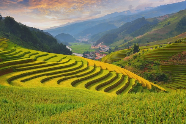 Campos de arroz verde en terrazas en Mu cang chai