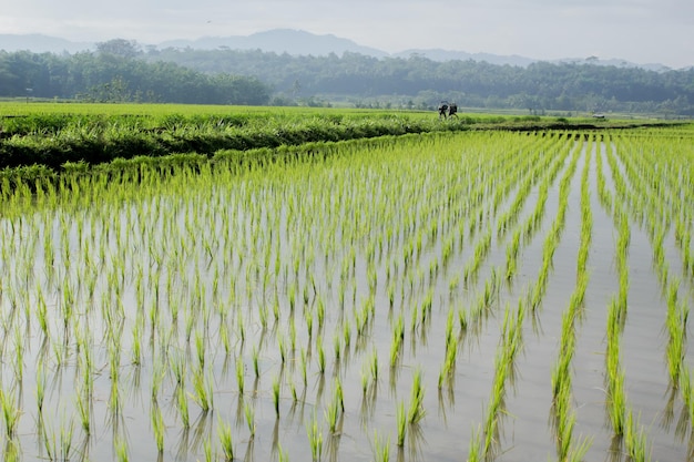 Campos de arroz verdes y espaciosos por la mañana