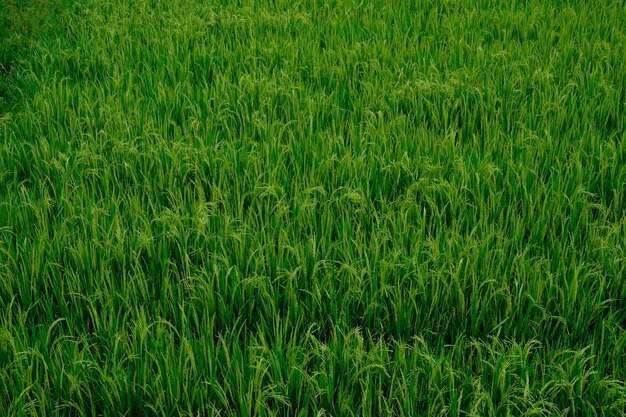 campos de arroz verdes y fértiles en los trópicos. oriza sativa. El arroz es el alimento básico de la mayoría de los asiáticos.