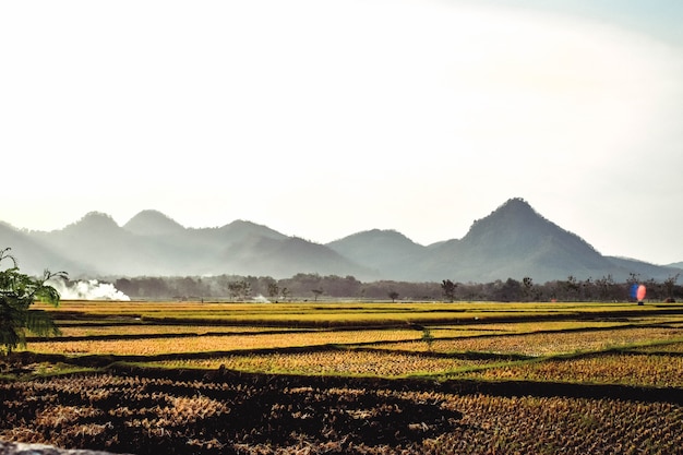 Los campos de arroz se vuelven amarillentos durante la cosecha de arroz con un fondo de montaña en Ponorogo, Java Oriental, Indonesia