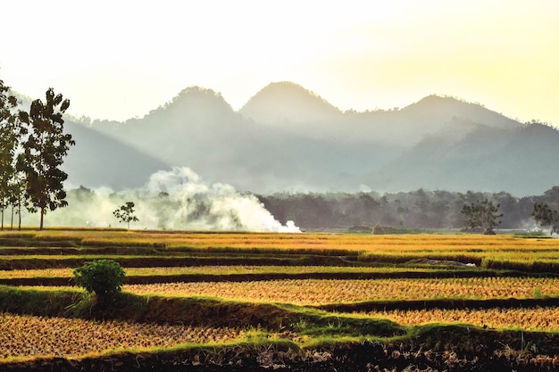 Los campos de arroz se vuelven amarillentos durante la cosecha de arroz con un fondo de montaña en Ponorogo, Java Oriental, Indonesia