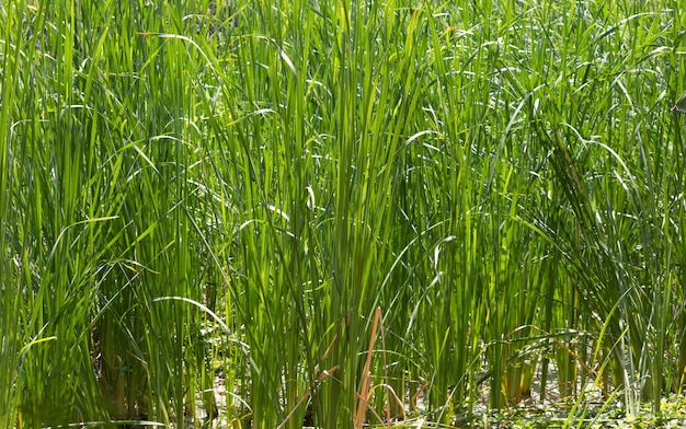 Campos de arroz.