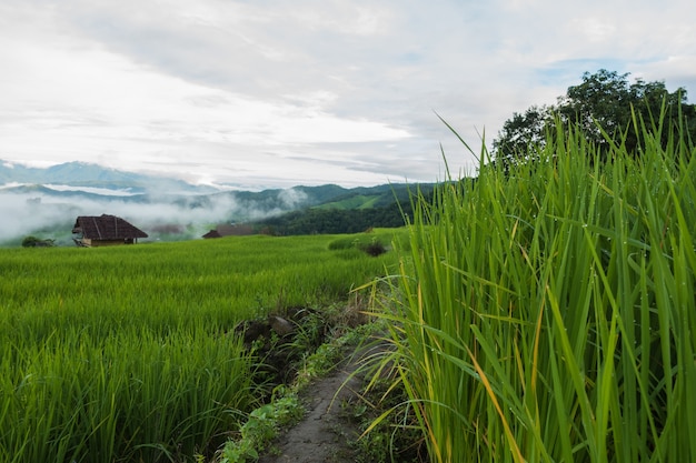 Campos de arroz