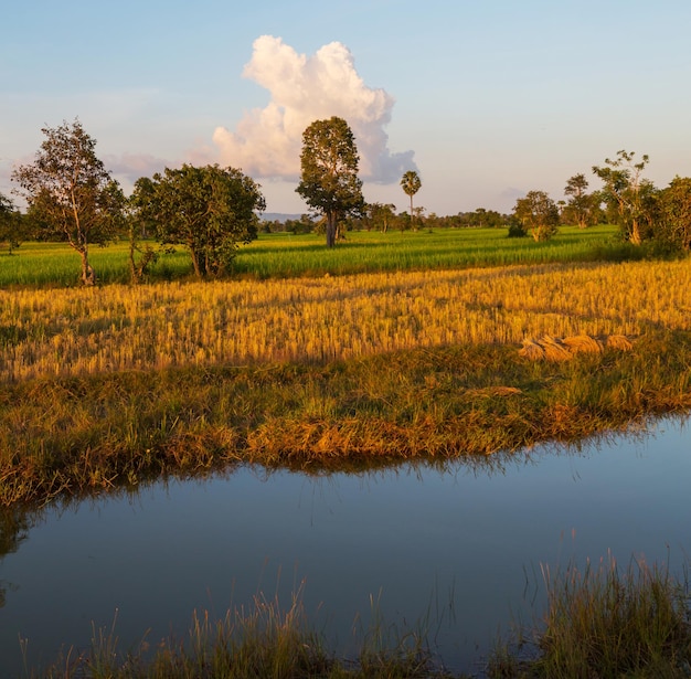 Los campos de arroz