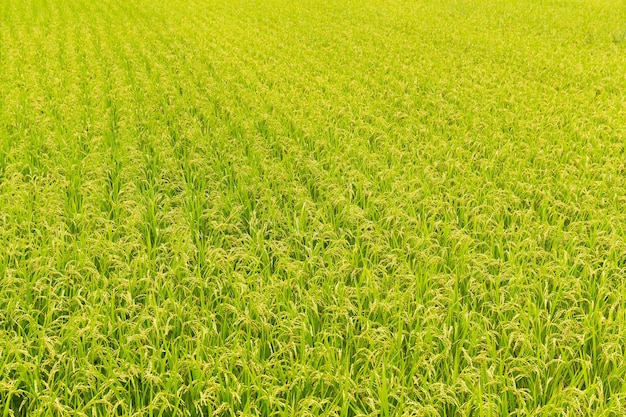 campos de arroz